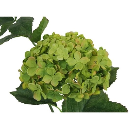 Large Hydrangea Green