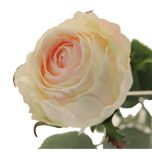 Windsor Rose Bud - Cream/Pink