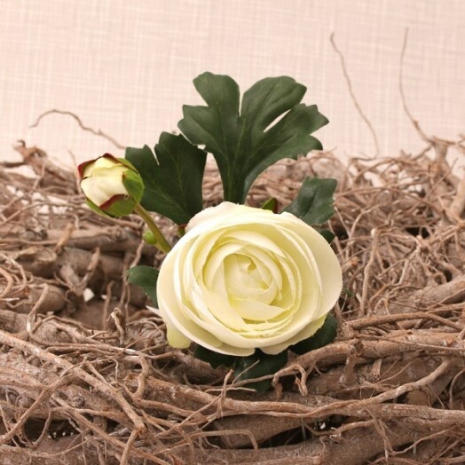 Ranunculus Cream