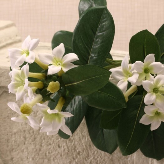 Stephanotis Spray - White