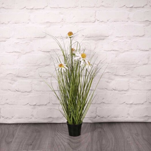 Potted Wild Flower Plant - 60cm